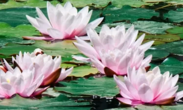Ayurveda Wellness Tour